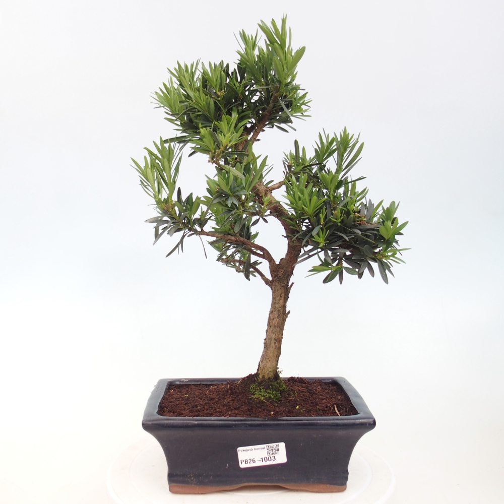Szobai bonsai - Podocarpus - Kőtiszafa