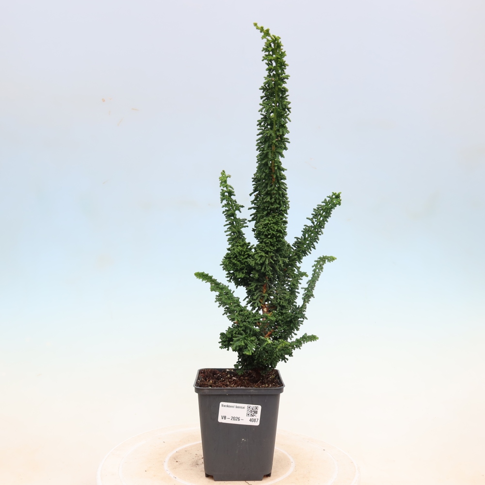 Kültéri bonsai - Cham. obtusa SEKKA HINOKI - Cifra ciprus