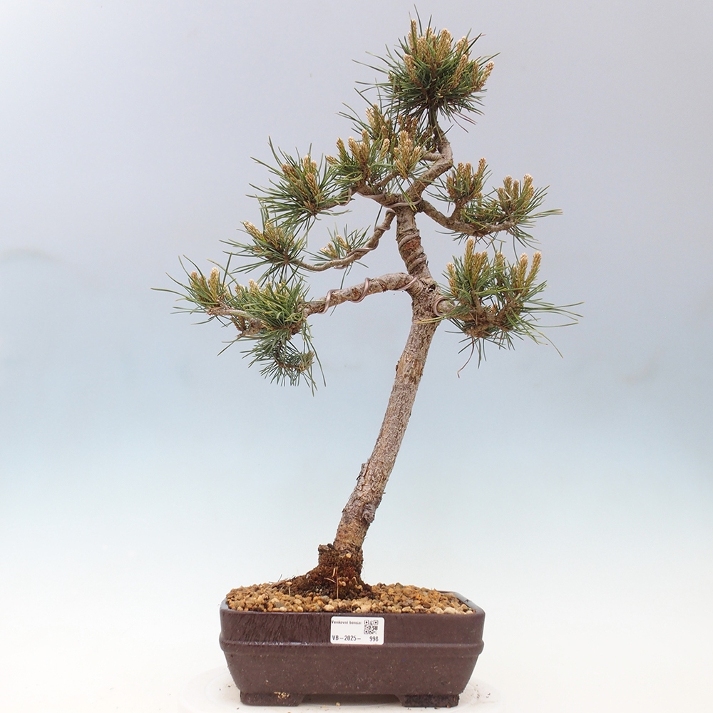 Kültéri bonsai - Pinus Sylvestris Watererri - erdeifenyő
