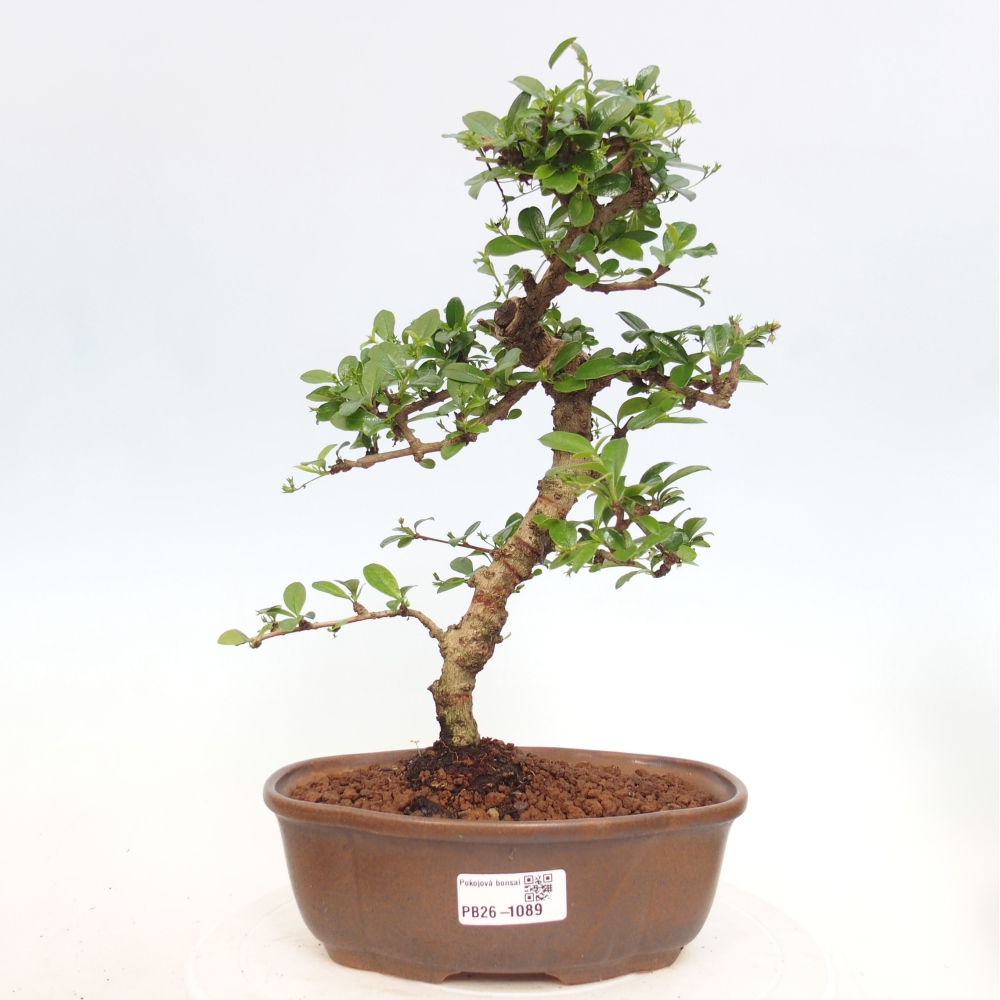 Szobai bonsai - Carmona macrophylla - Tea fuki