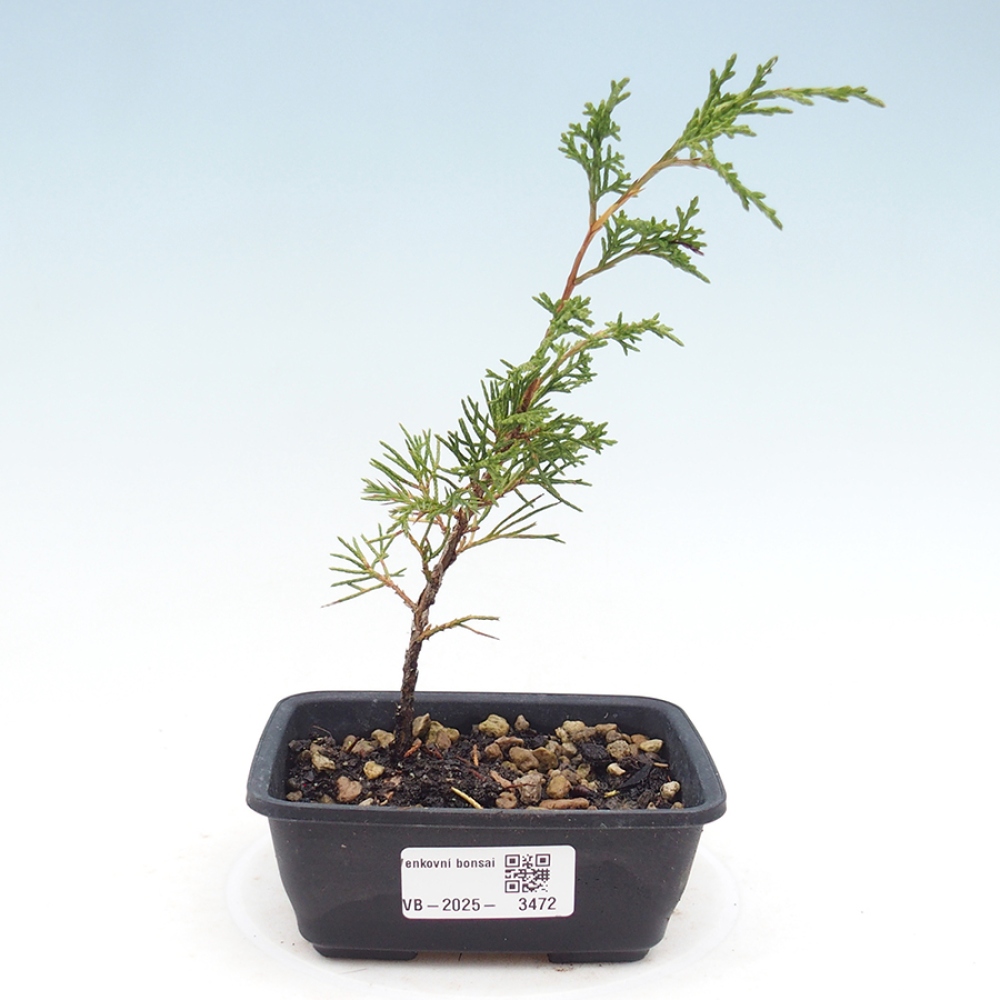 Kültéri bonsai - Juniperus chinensis Itoigawa