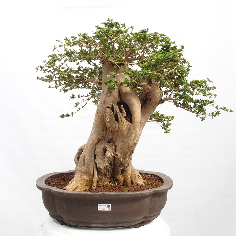 Beltéri bonsai - Premna serratifolia - Kozlovna malolista
