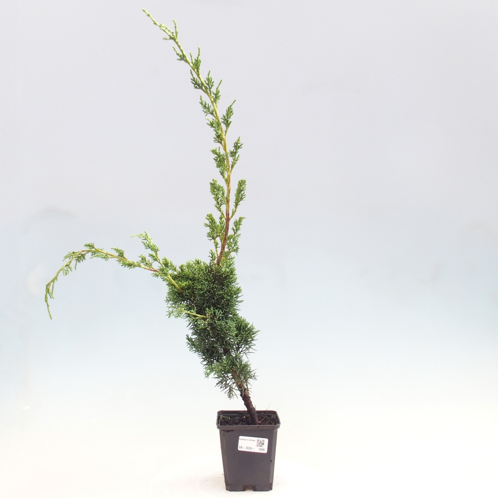 Kültéri bonsai - Juniperus chinensis Kishu