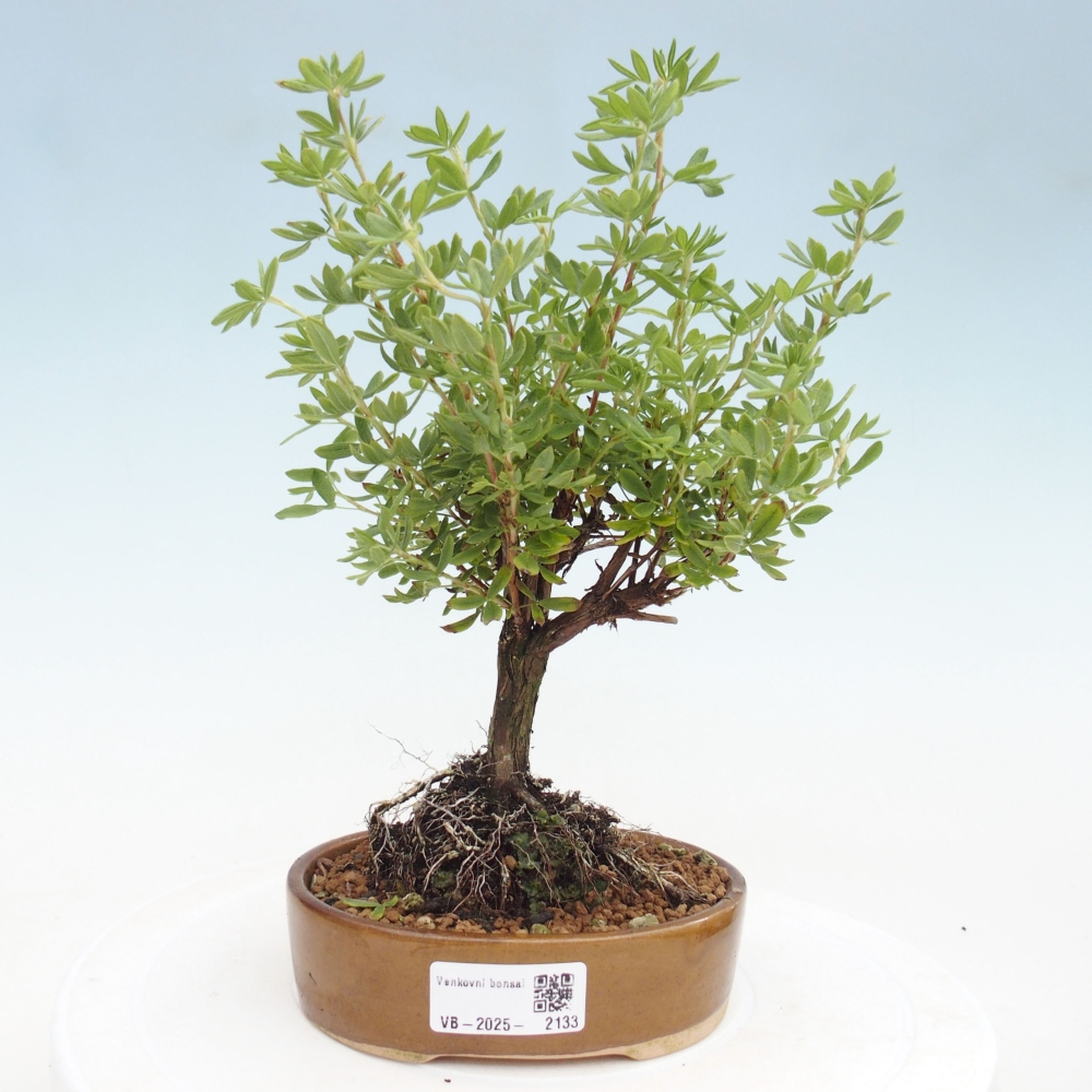 Kültéri bonsai - Potentila fruticosa sárga Bird