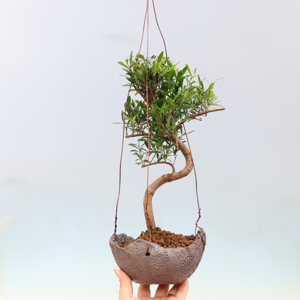 Kokedama kerámiában -Syzygium - Pimento fa