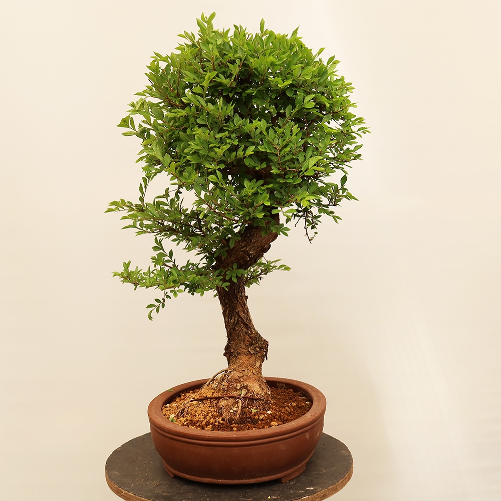 Kültéri bonsai - Zelkova - Zelkova NIRE