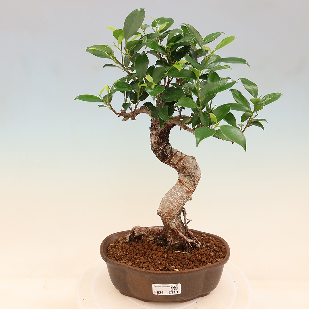 Szobai bonsai - Ficus retusa - kislevelű fikusz