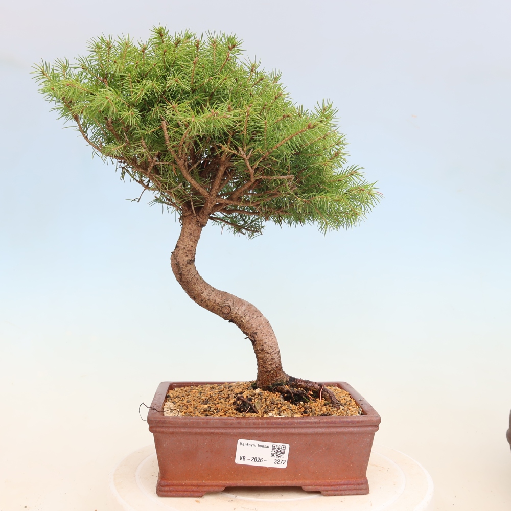 Kültéri bonsai - lucfenyő - Picea glauca globe