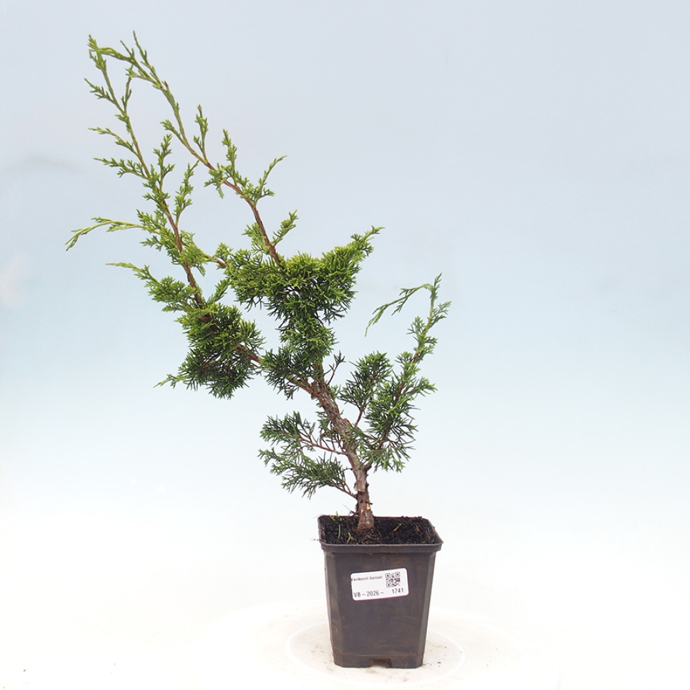 Kültéri bonsai - Juniperus chinensis Itoigawa