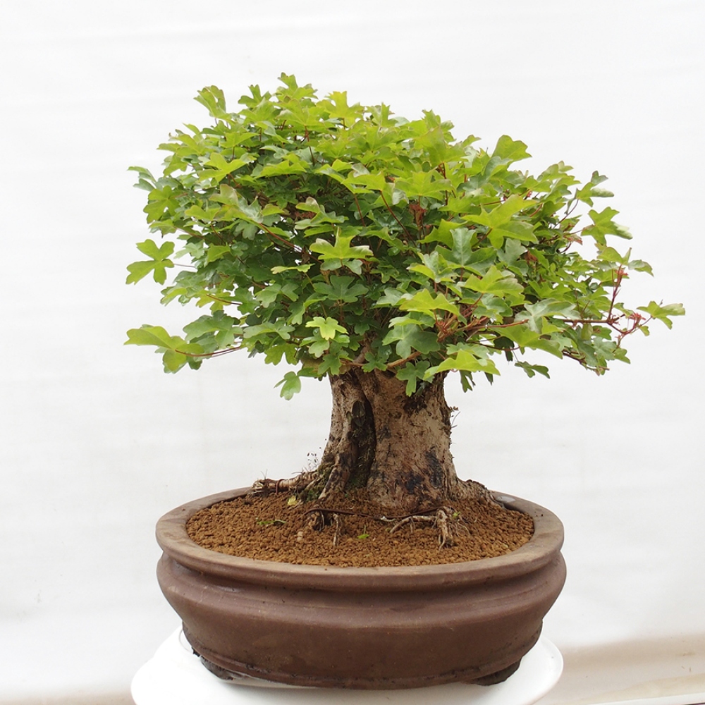 Kültéri bonsai - Acer Campestre - Maple babyka