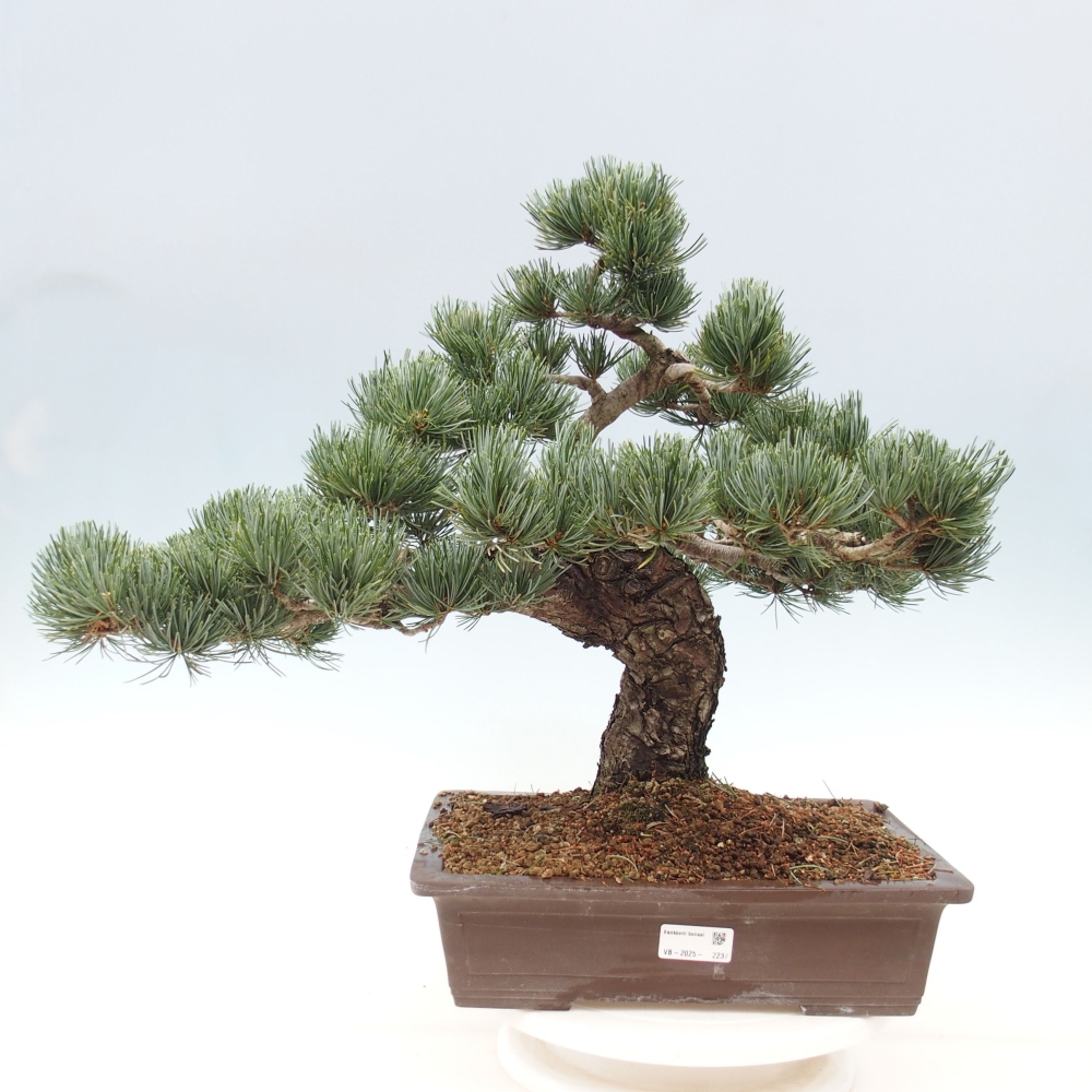 Kültéri bonsai - Pinus parviflora - Pinus parviflora