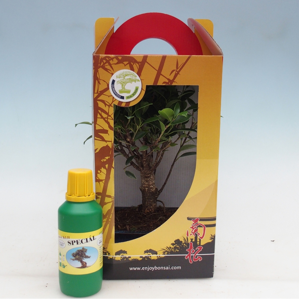 Szobai bonsai ajándékdobozban Ficus retusa - Kislevelű fikusz