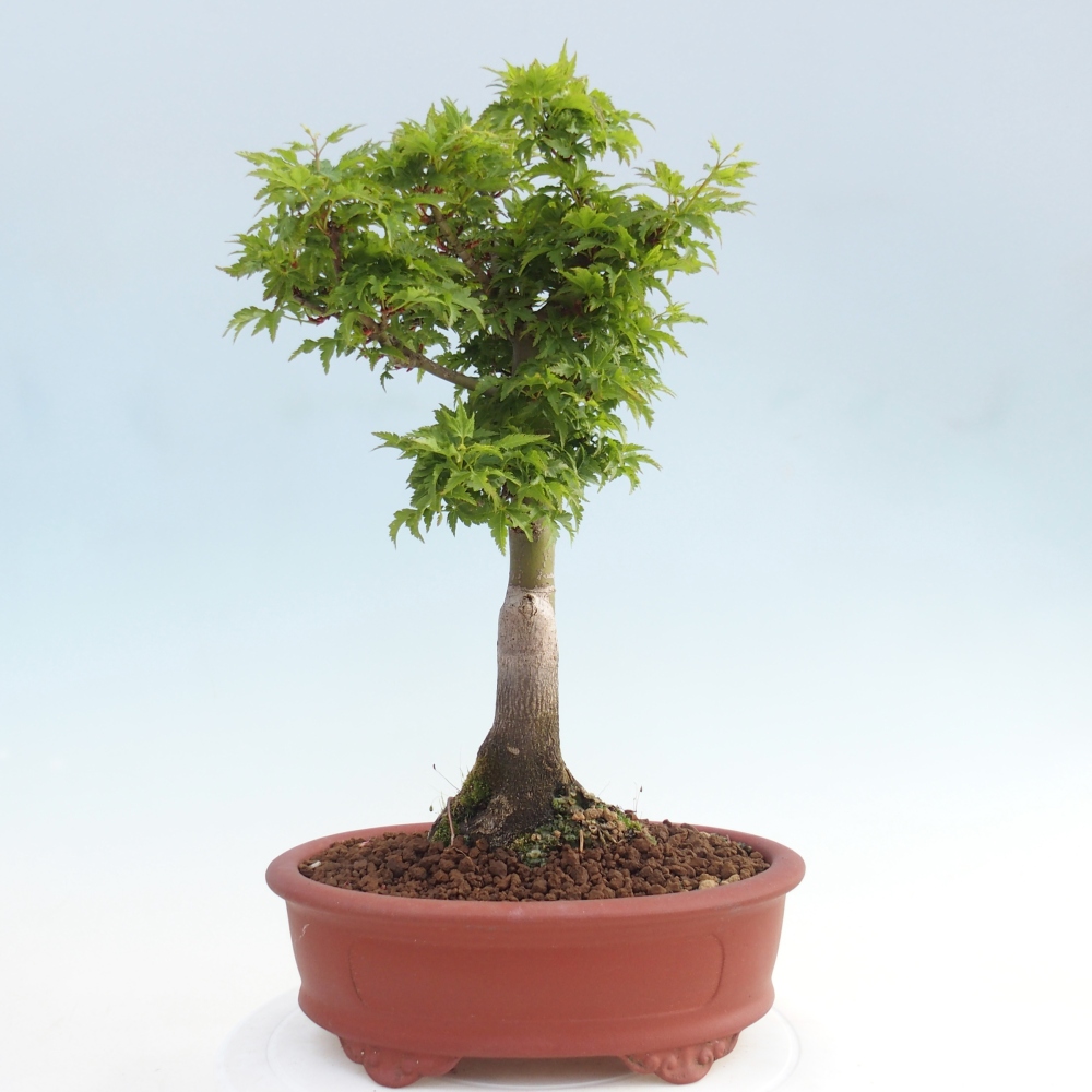 Kültéri bonsai -Javor pálma Acer palmatum Shishigashira