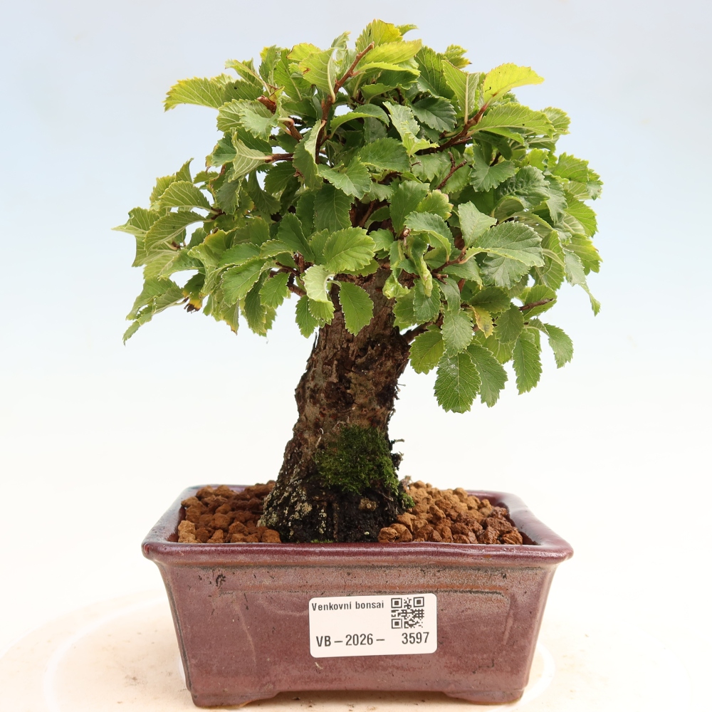 Kültéri bonsai - Zelkova - Zelkova NIRE