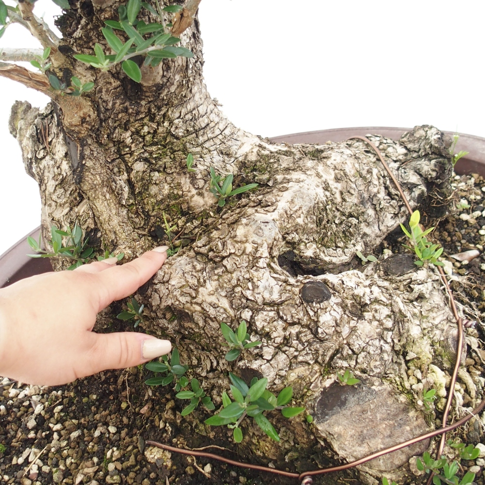 Beltéri bonsai - Olea europaea sylvestris