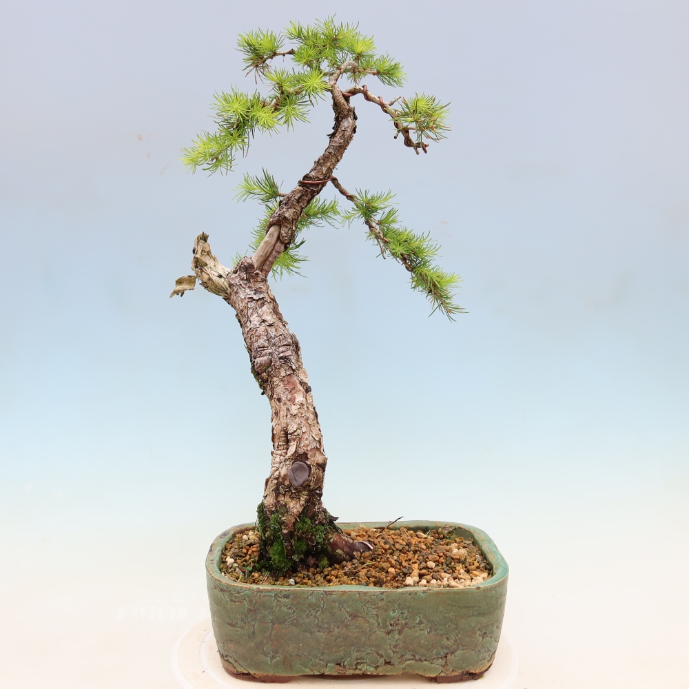 Kültéri bonsai - Larix decidua - vörösfenyő