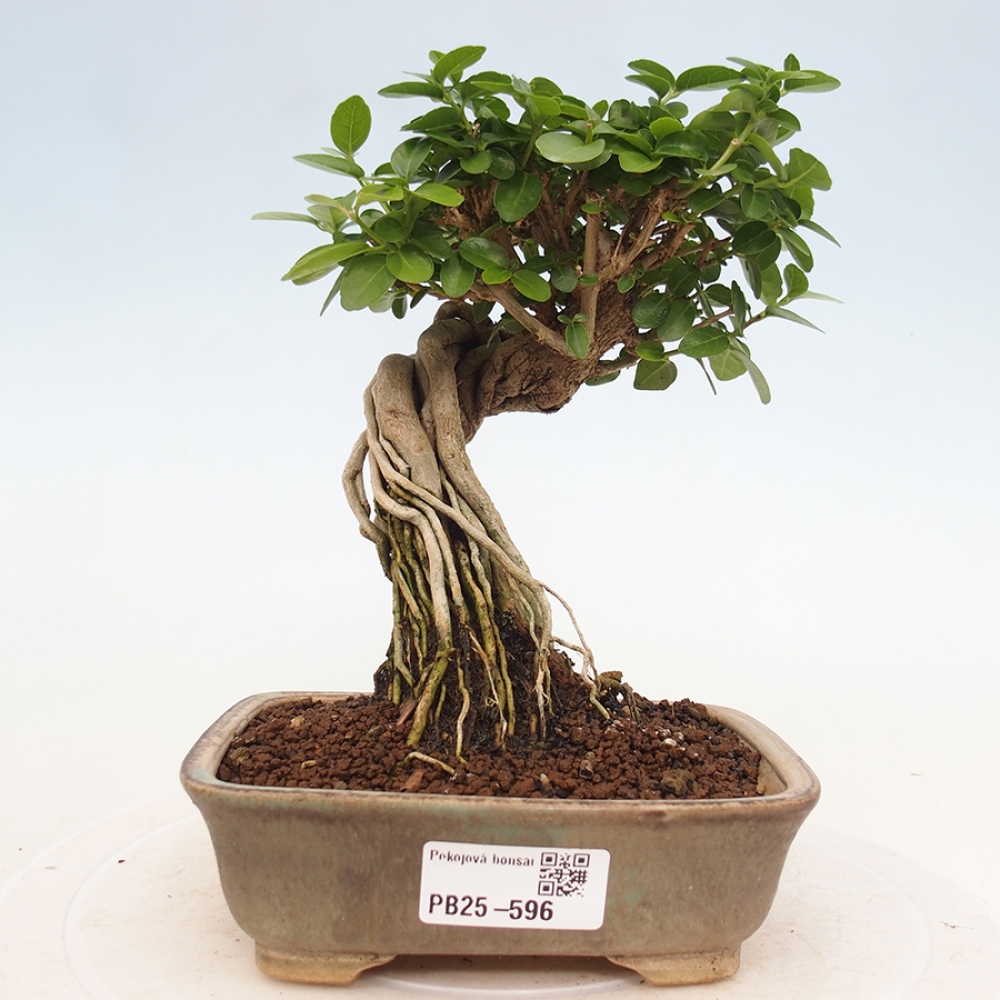 Beltéri bonsai - Premna serratifolia - Kozlovna malolista