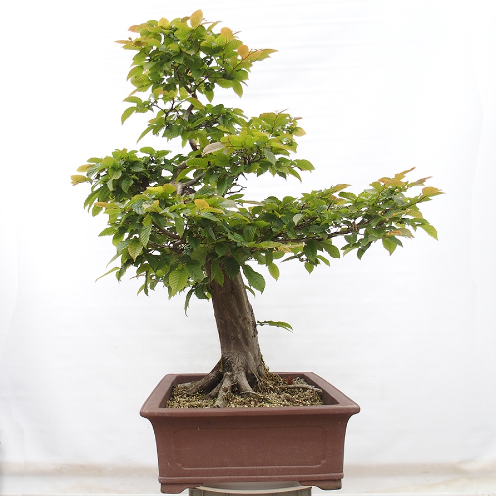 Kültéri bonsai - gyertyán - Carpinus betulus