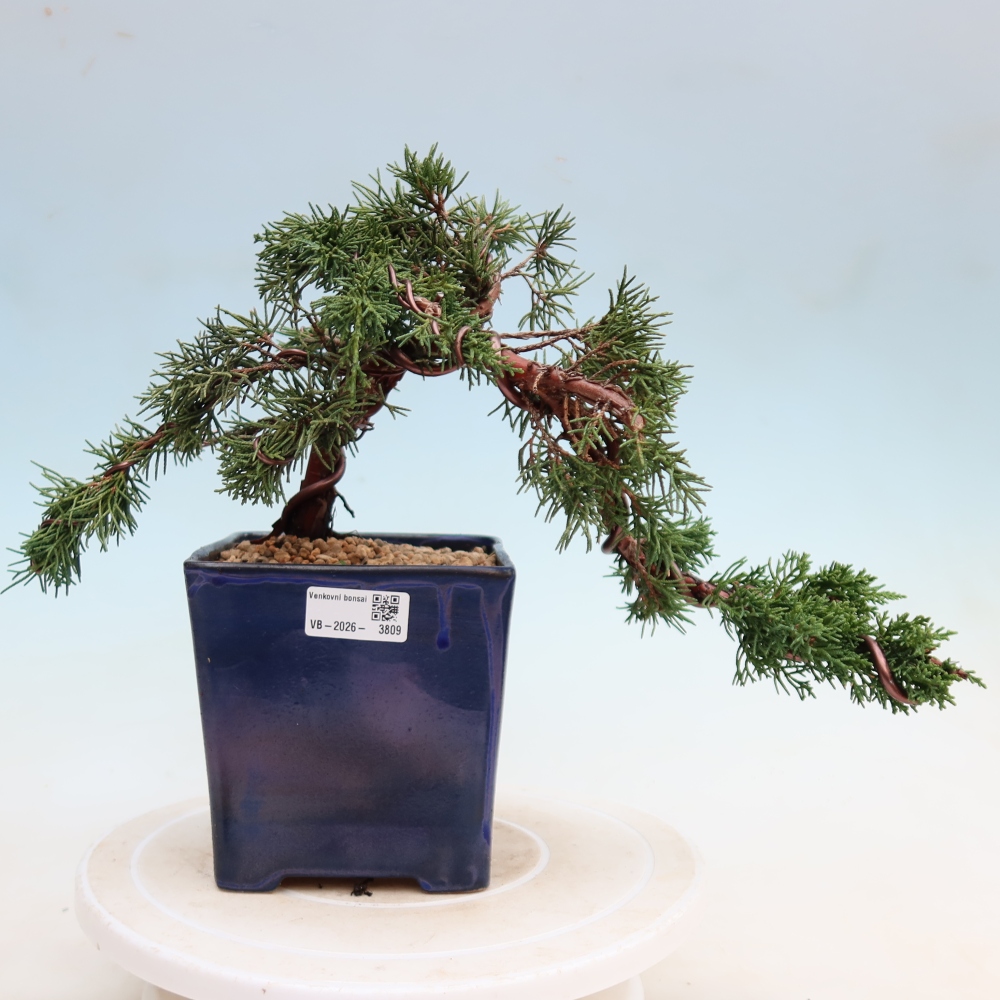 Kültéri bonsai - Juniperus chinensis Kishu