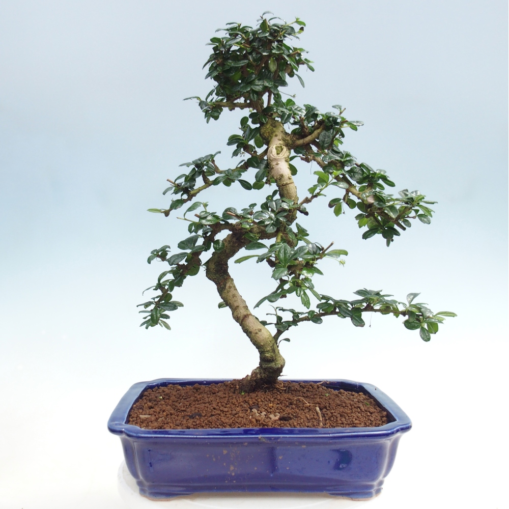 Szobai bonsai - Carmona macrophylla - Tea fuki