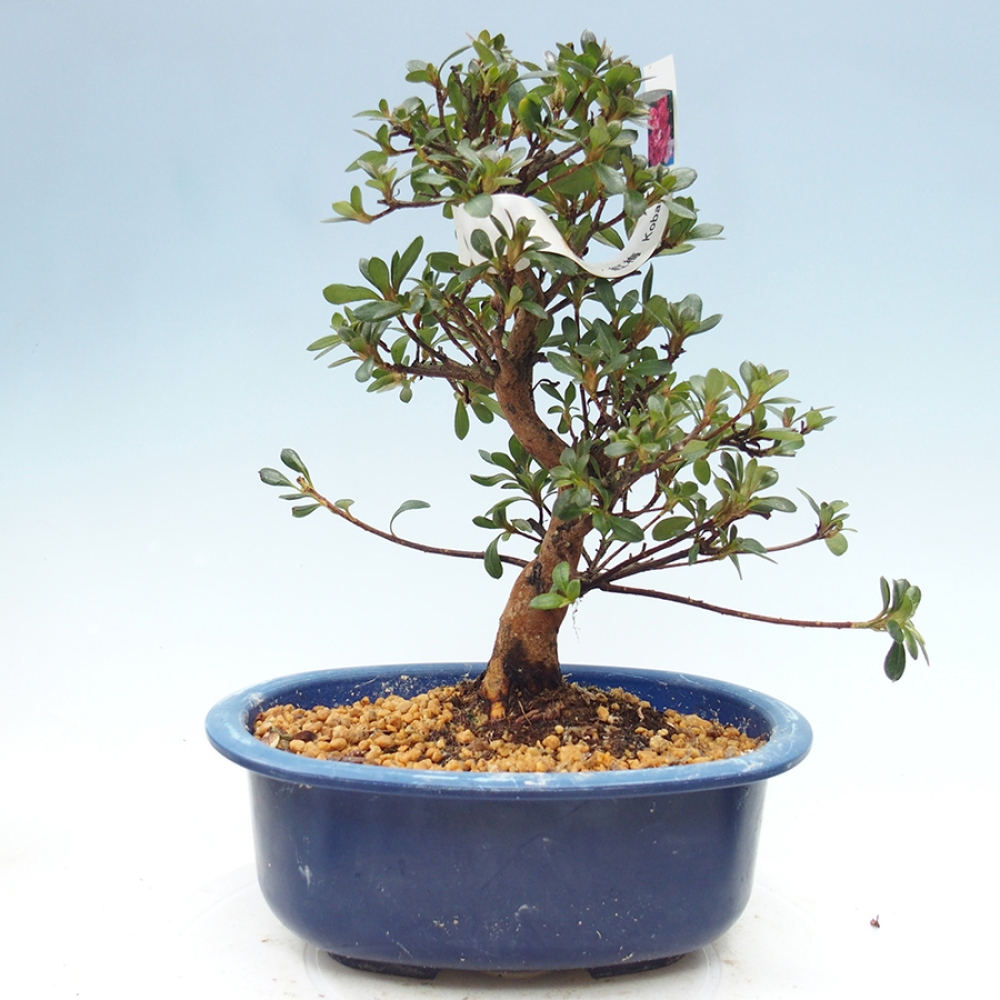 Kültéri bonsai - Japán azálea - Azalea Kobai