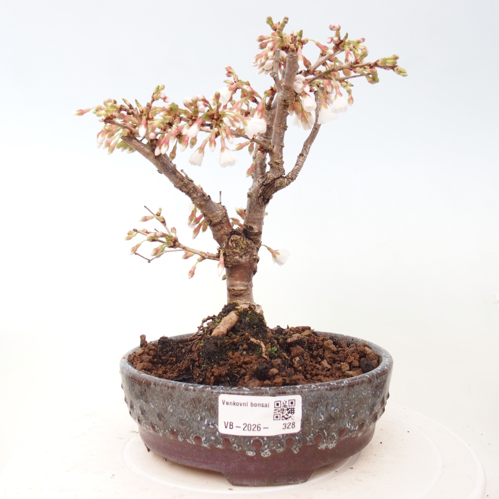 Kültéri bonsai - Prunus incisa Kojou-no mai-Plivon kivágva
