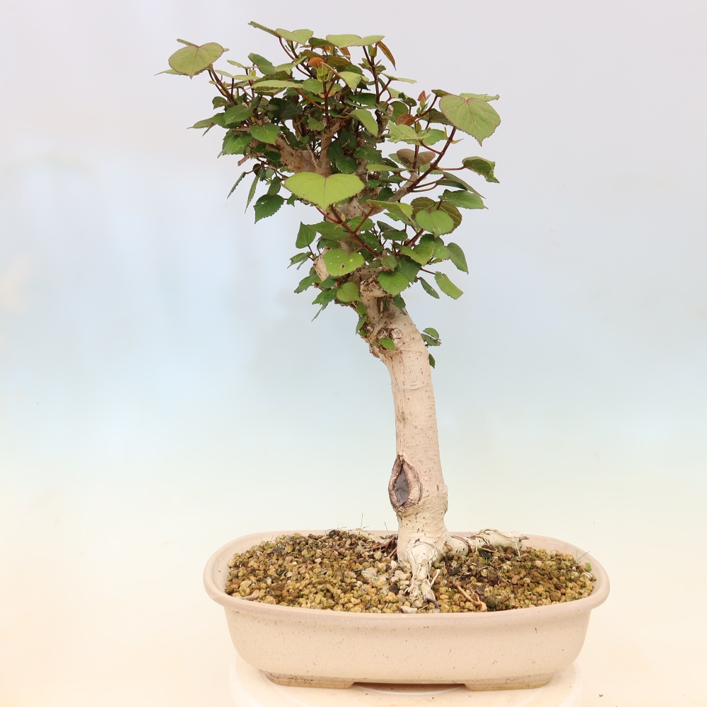 Beltéri bonsai - Hibiscus tiliaceus - tengeri hibiszkusz