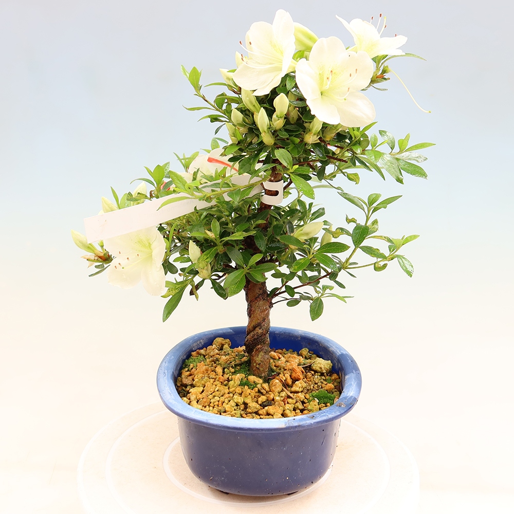 Kültéri bonsai - Japán azálea - Azálea Asahi-no-izumi