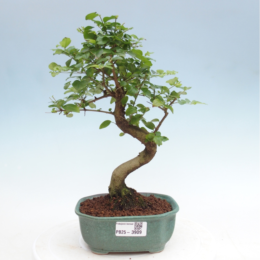 Szobai bonsai -Ligustrum chinensis - Madárcsőr