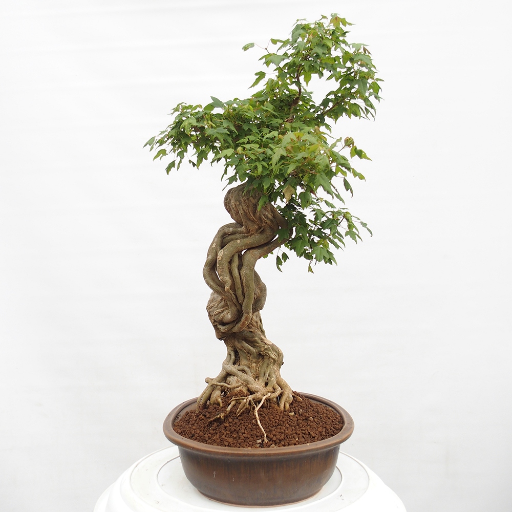 Kültéri bonsai - Acer Buergerianum - Burger juhar