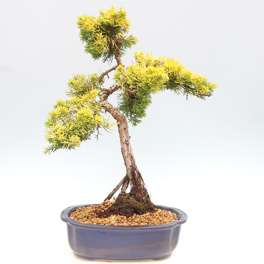 Kültéri bonsai - Juniperus chinensis plumosa aurea