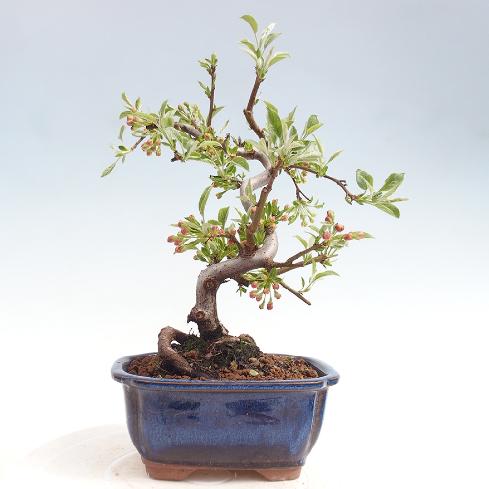 Kültéri bonsai - Malus sargentii - Kis gyümölcsű almafa