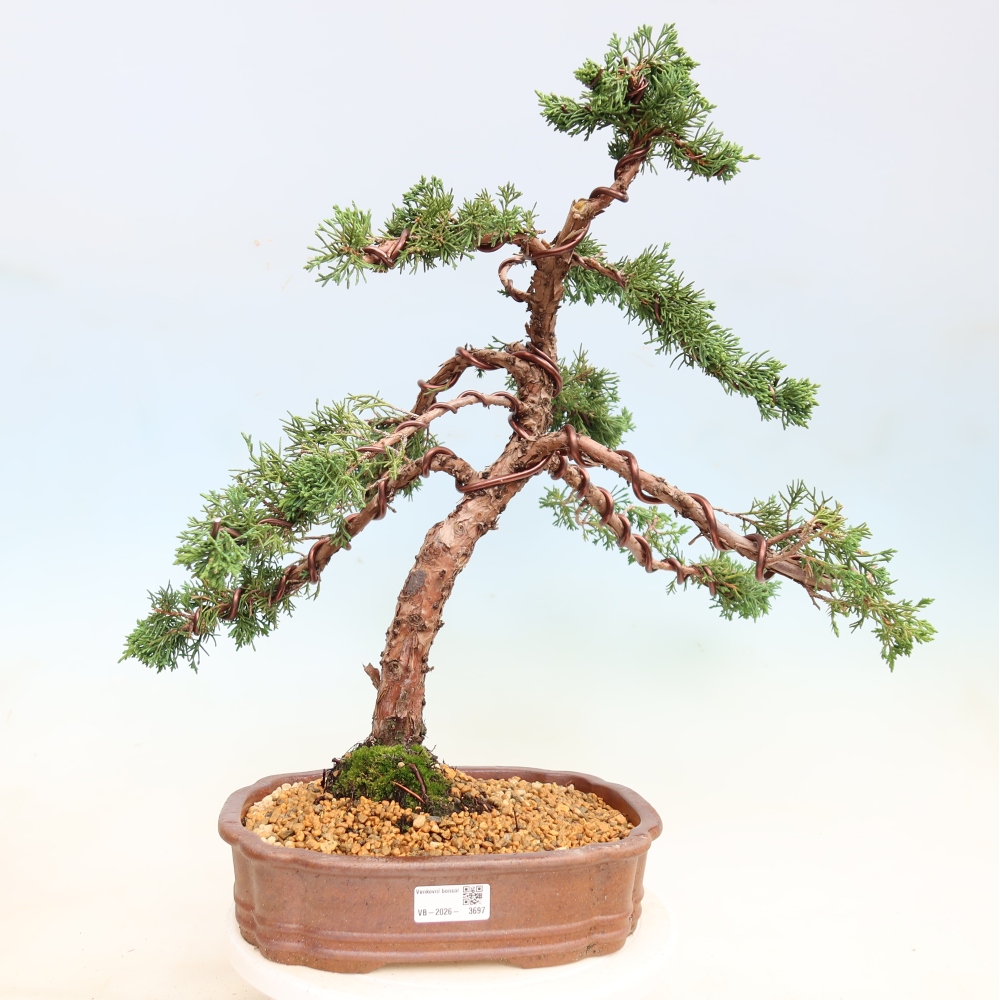 Kültéri bonsai - Juniperus chinensis Kishu