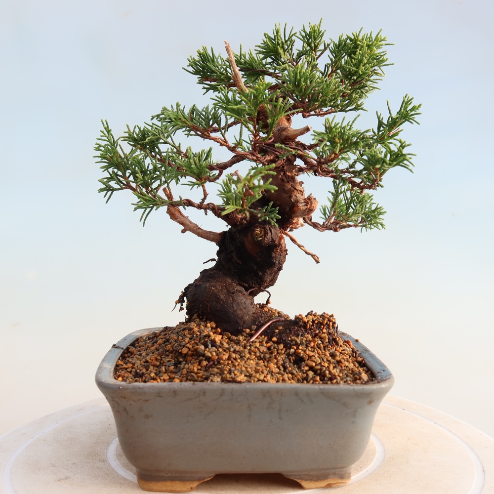 Kültéri bonsai - Juniperus chinensis Itoigawa