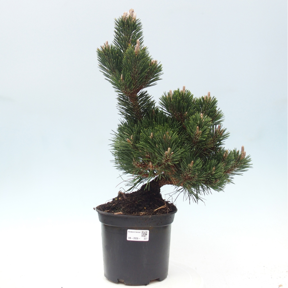 Kültéri bonsai - Pinus thunbergii senjyumaru - Thunberg fenyő