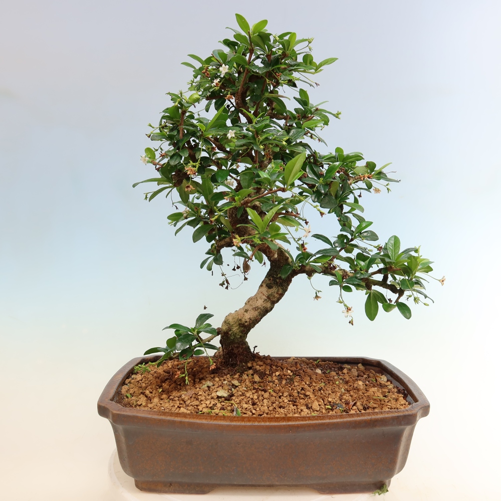 Szobai bonsai - Carmona macrophylla - Tea fuki
