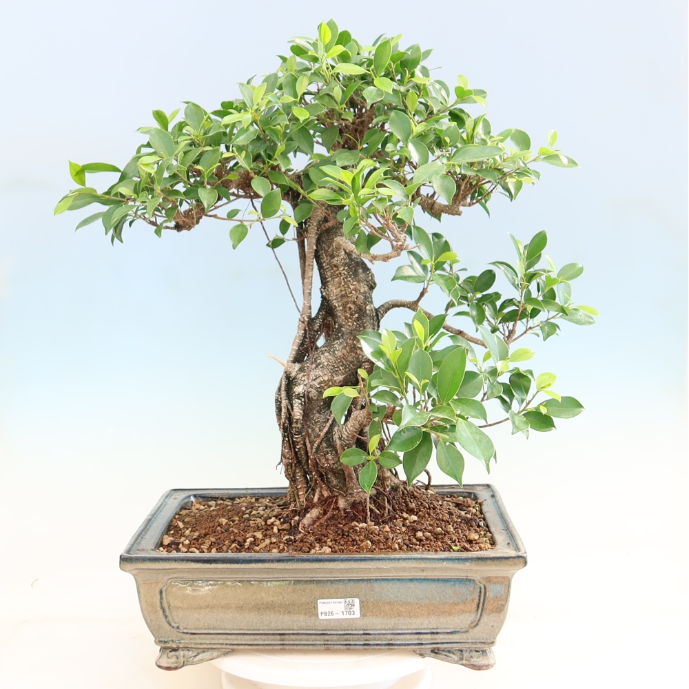 Szobai bonsai - Ficus kimmen - kislevelű fikusz