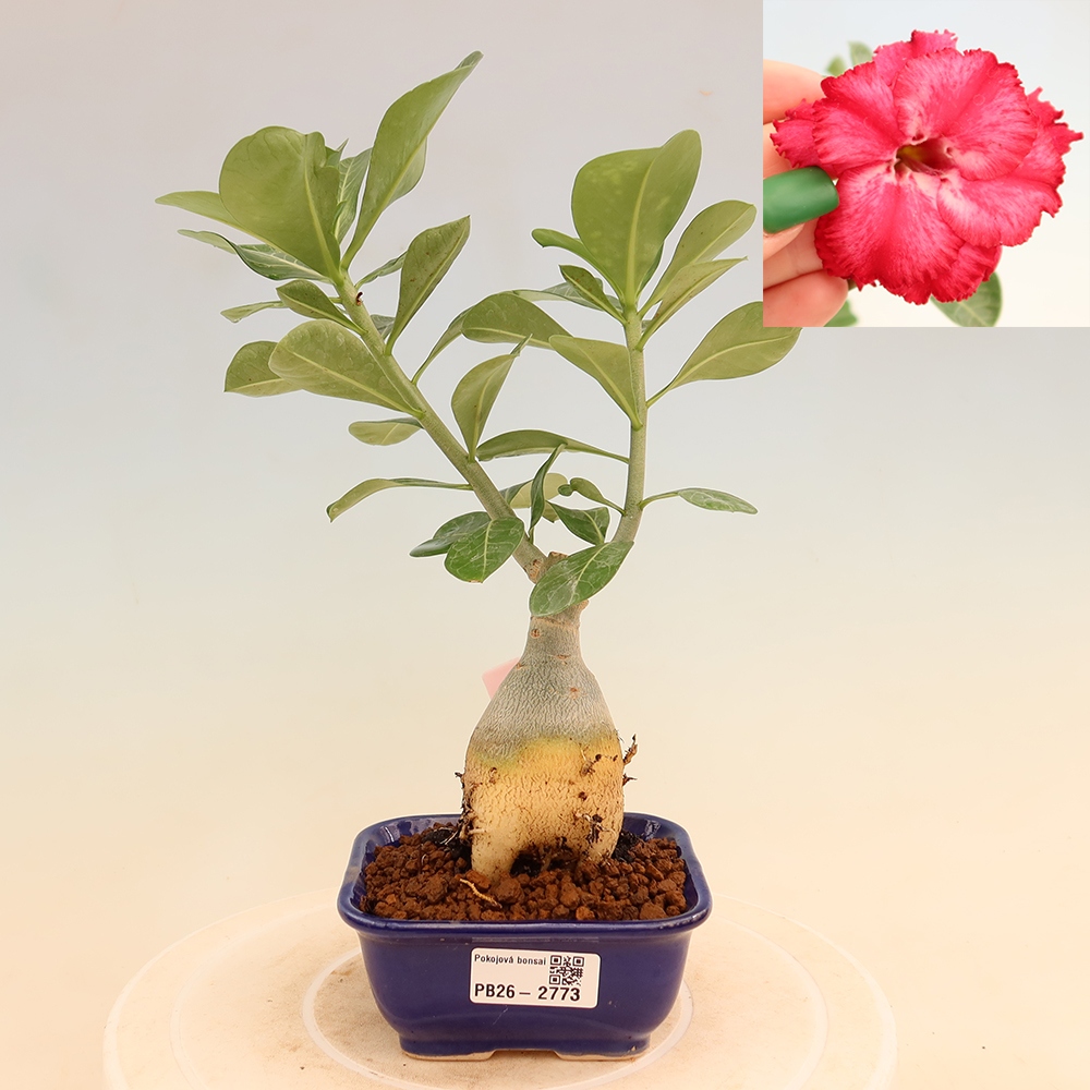 Szobabonsai – Adenium obesum, V.F.S.326-os oltvány – Sivatagi rózsa