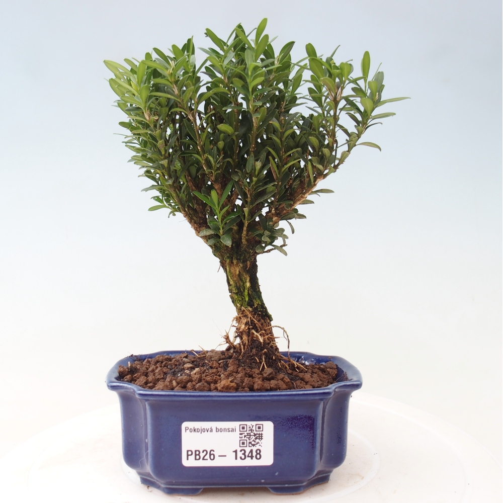 Szobai bonsai - Buxus harlandii - parafa buxus