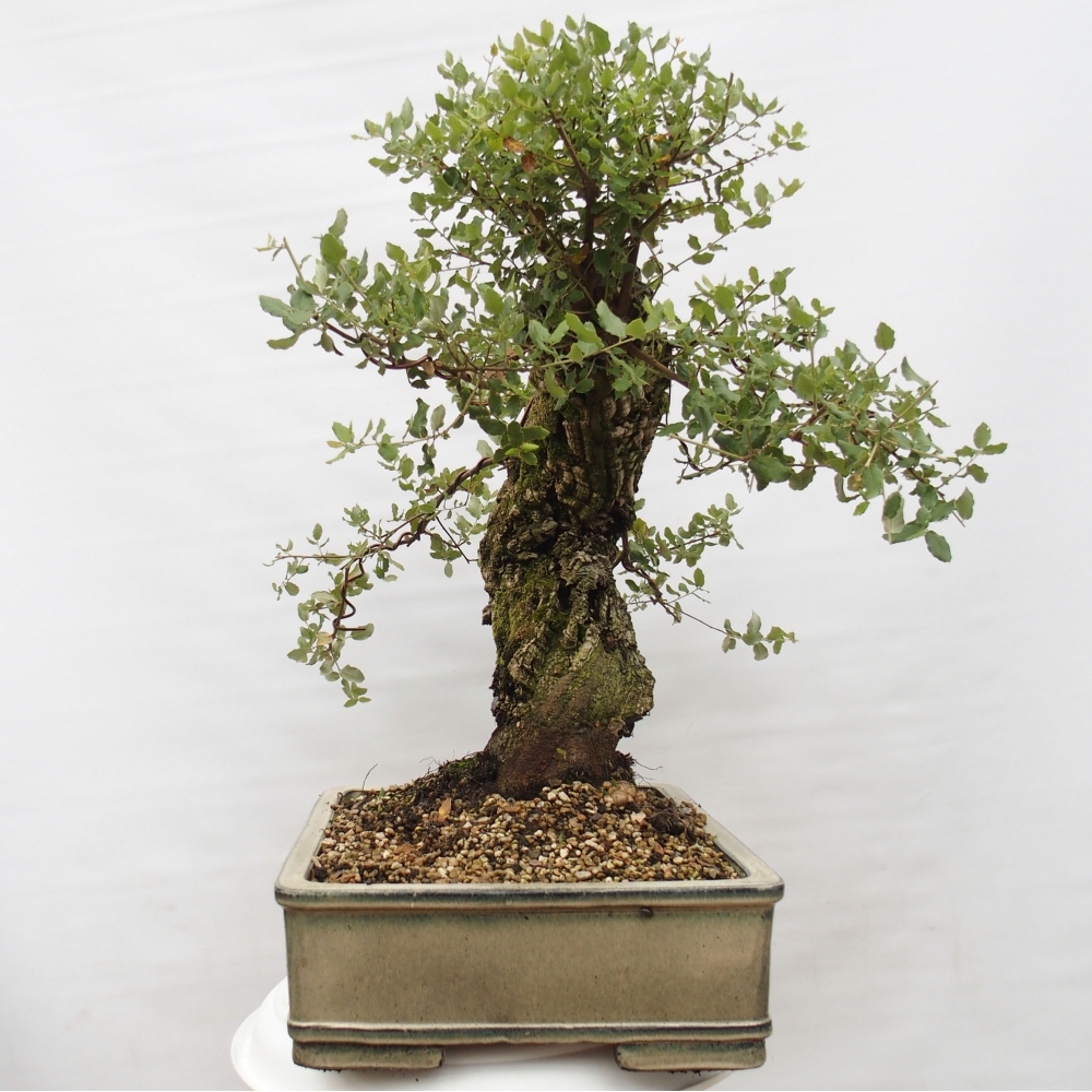 kültéri bonsai Quercus suber - parafa tölgy