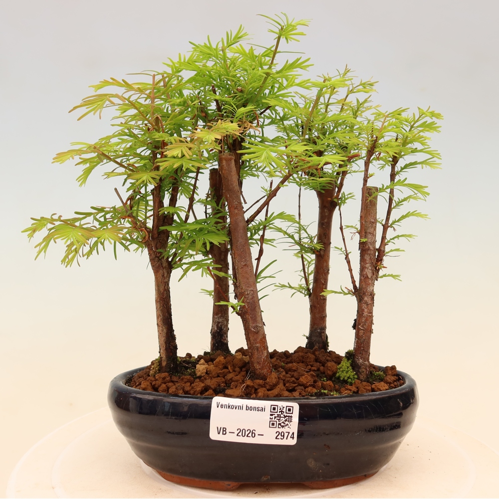 Kültéri bonsai – Metasequoia glyptostroboides – kínai metasequoia – kis erdő