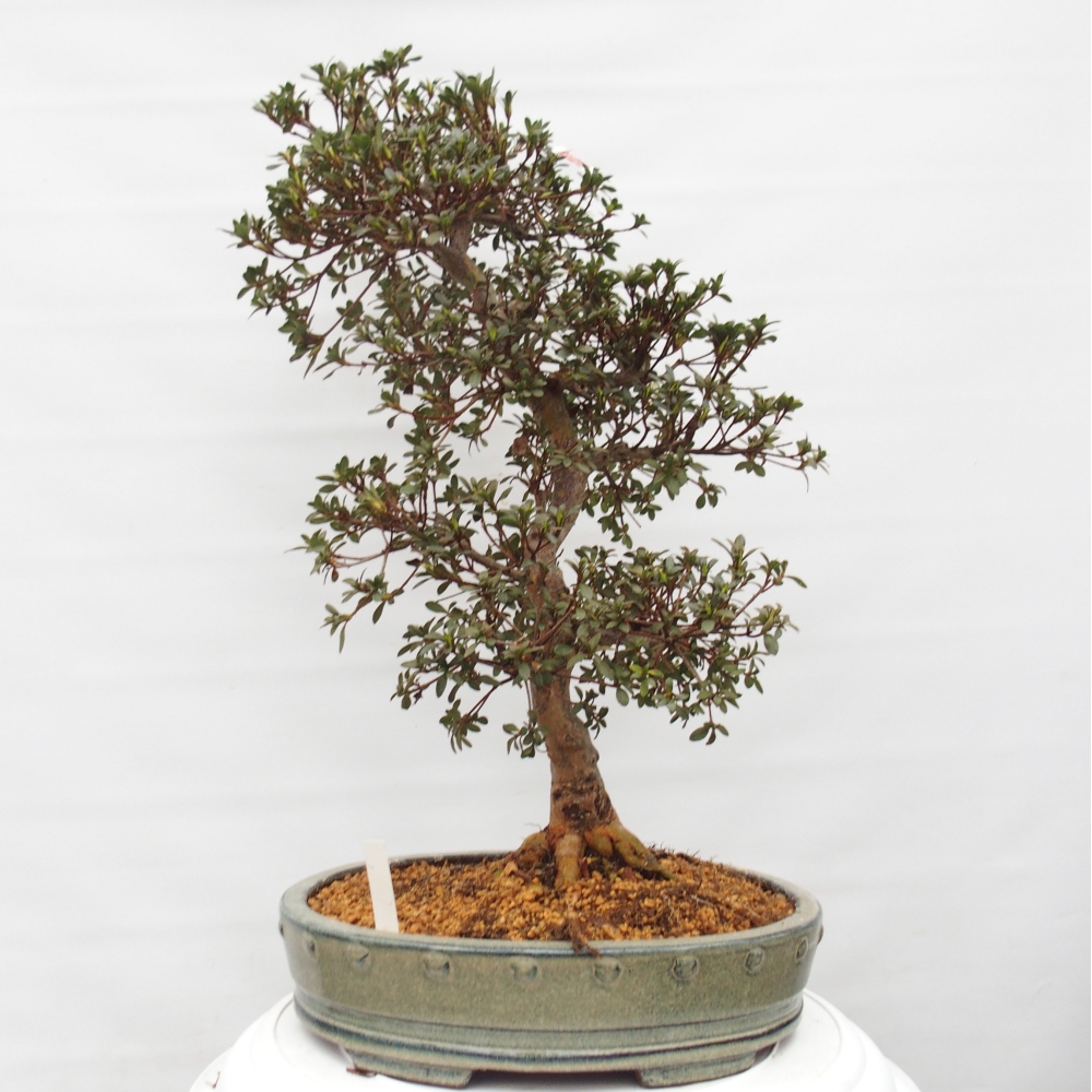 Kültéri bonsai - Japán azálea - Azalea Akari