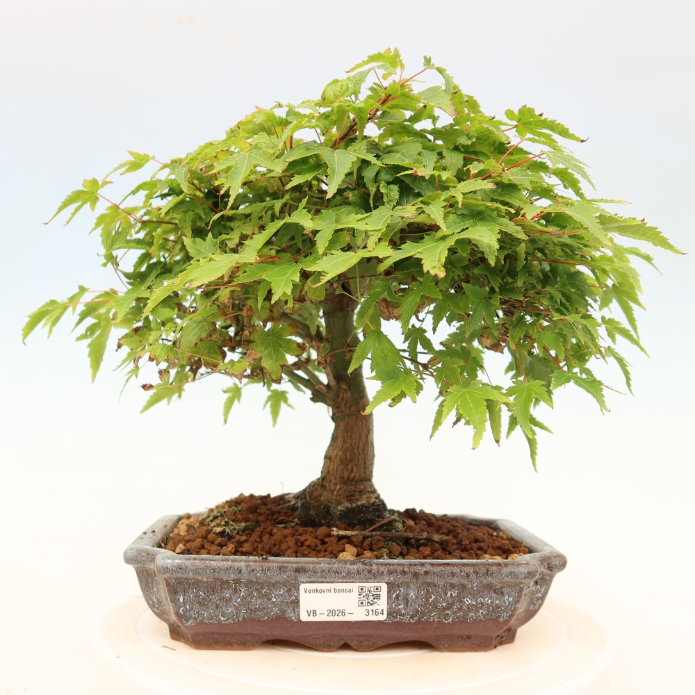 Acer palmatum KIOHIME - Pálma juhar