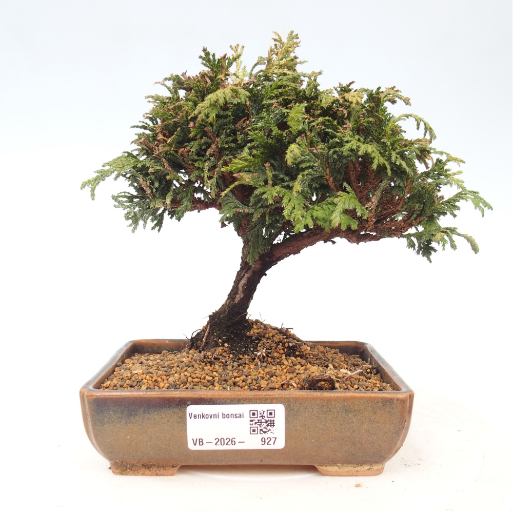 Kültéri bonsai - Cham.pis Parslori - ciprus