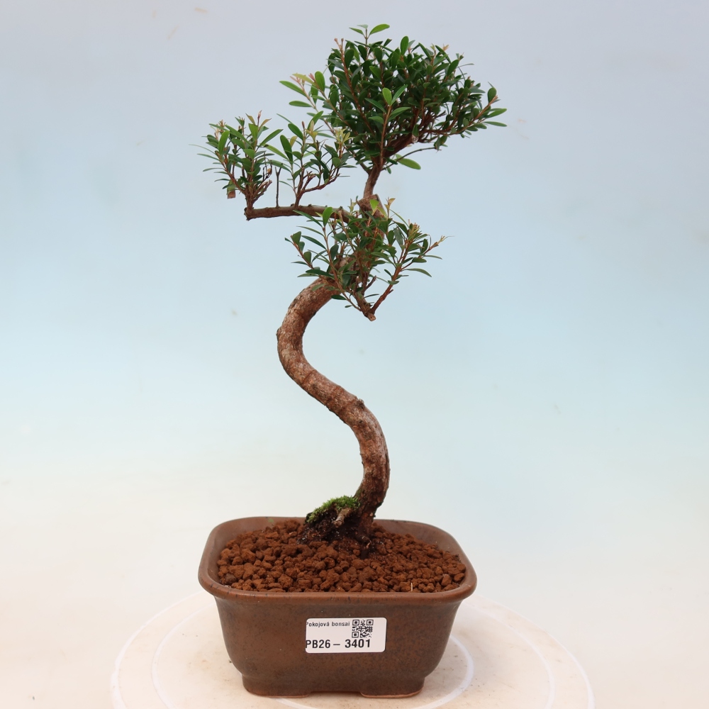 Szobai bonsai - Syzygium - Pimento