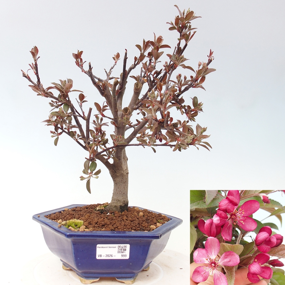 Kültéri bonsai -Malus domestica - Kis gyümölcsű piros levelű almafa