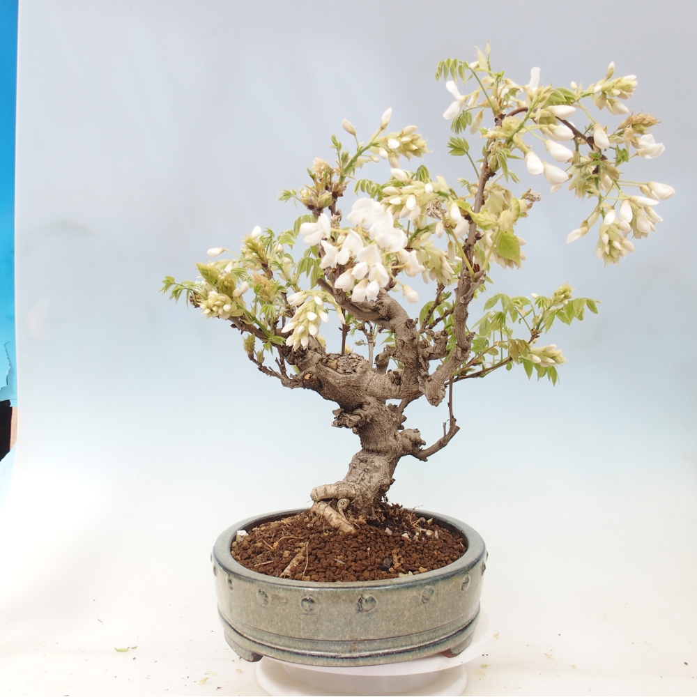Kültéri bonsai - Vistaria - Wisteria