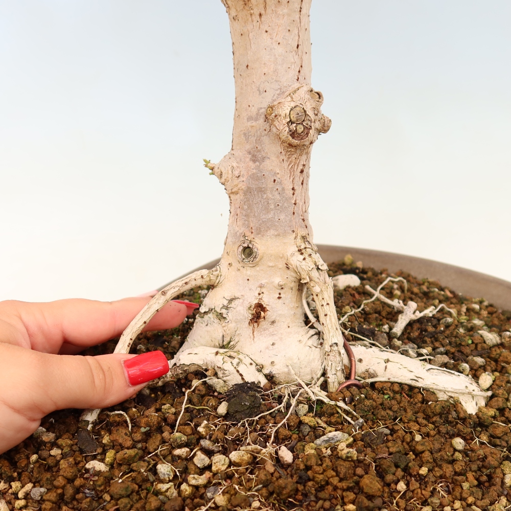 Beltéri bonsai - Hibiscus tiliaceus - tengeri hibiszkusz