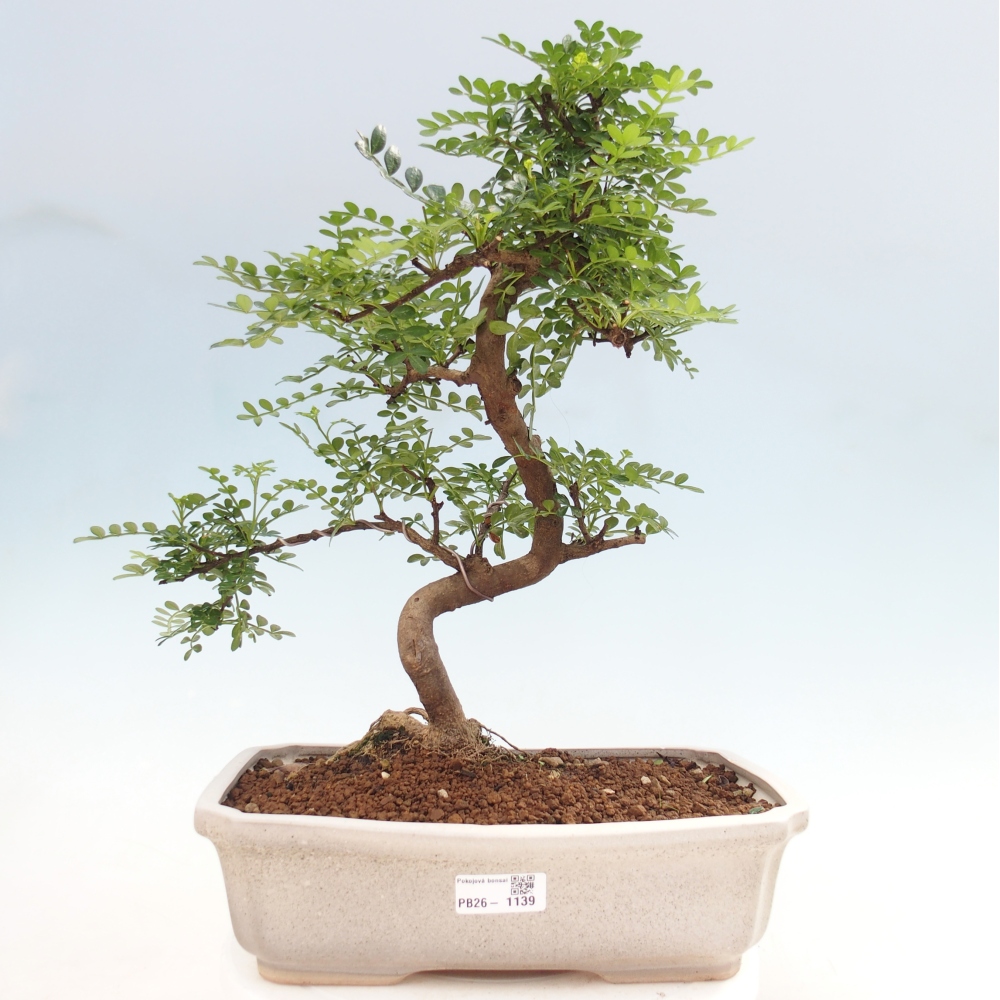 Szobai bonsai - Zantoxylum piperitum - borsfa