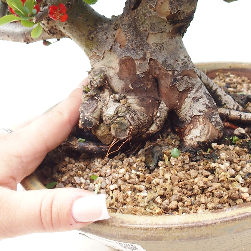 Kültéri bonsai - Chaneomeles speciosa - birs